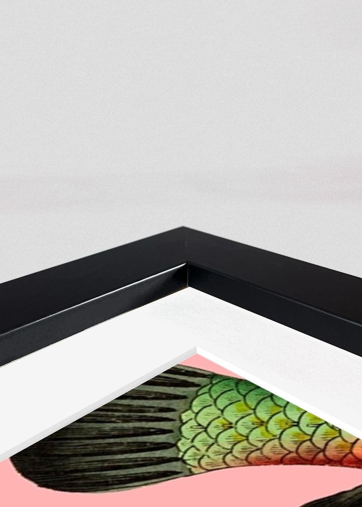 Collage de almas gemelas de peces