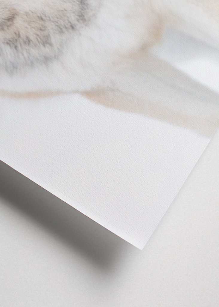 Loup majestueux en hiver