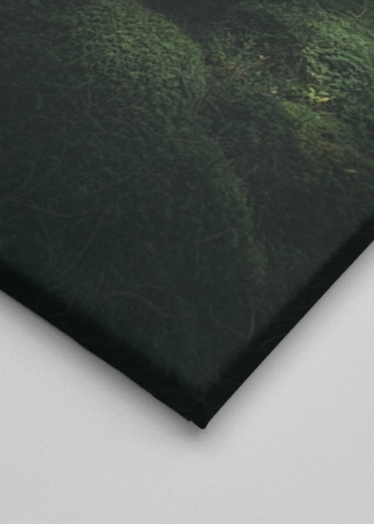 Morning in the Forest