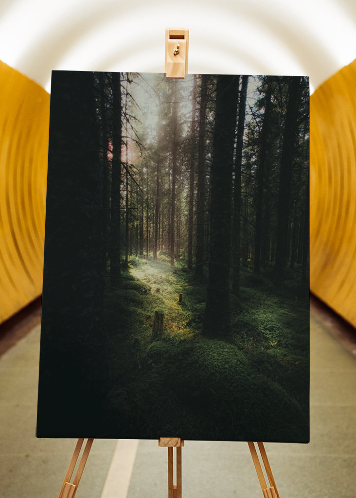 Morning in the Forest