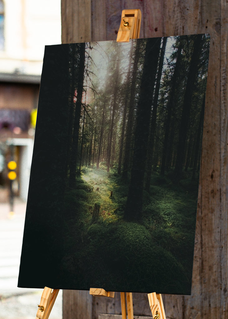 Morning in the Forest