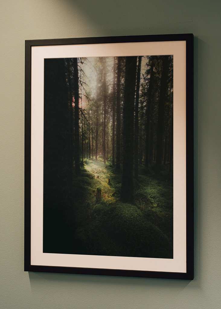 Morning in the Forest