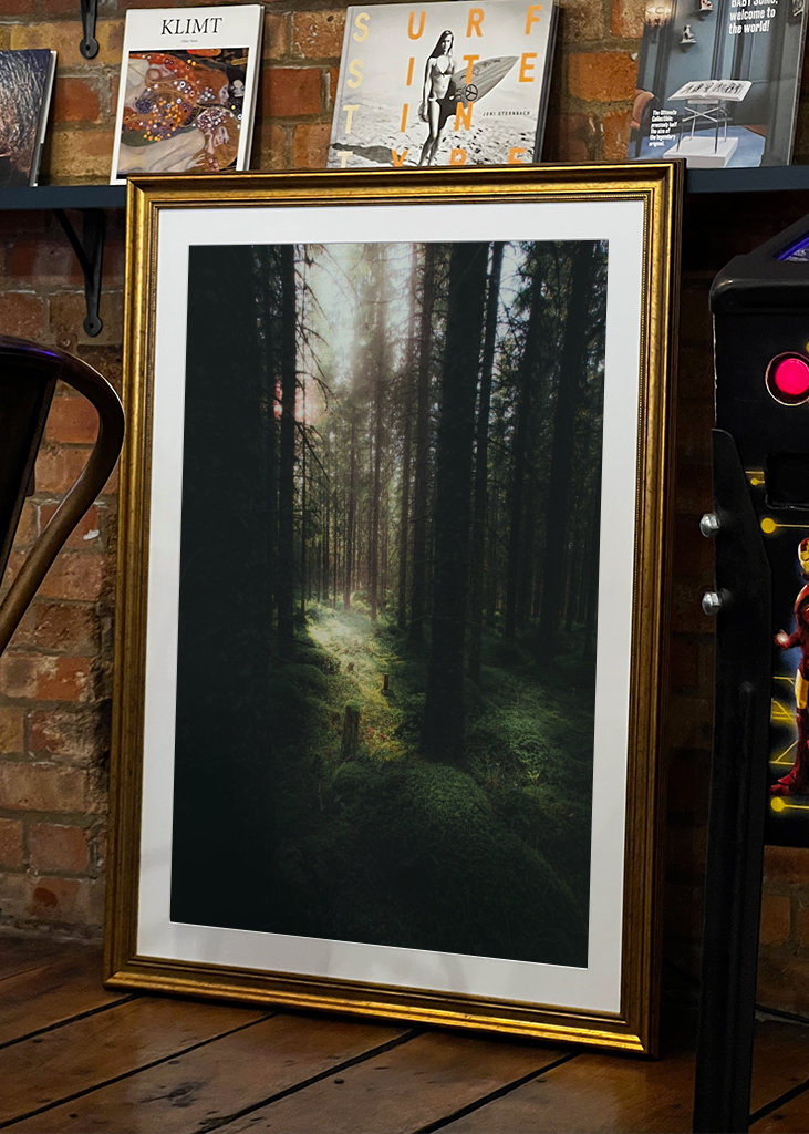 Morning in the Forest