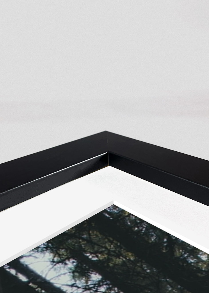 Morning in the Forest