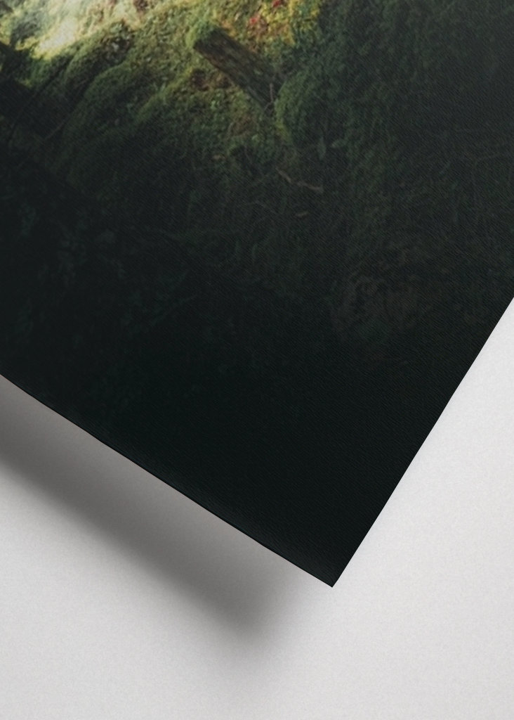 Morning in the Forest