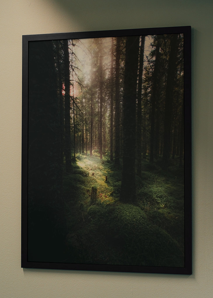 Morning in the Forest