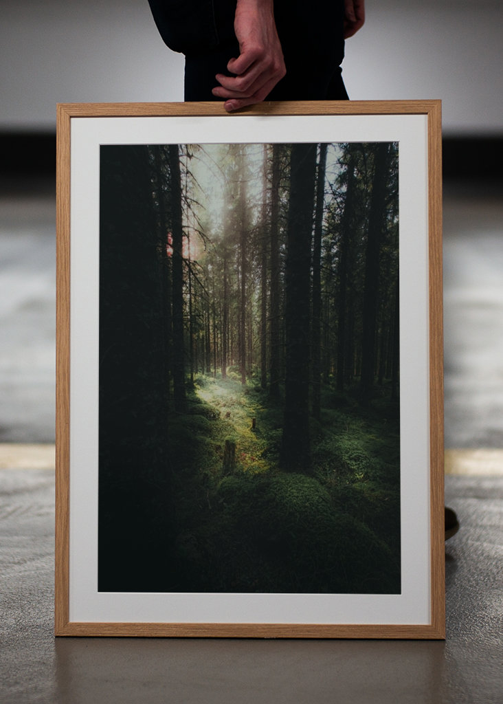 Morning in the Forest