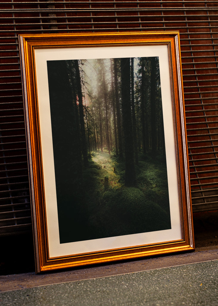 Morning in the Forest