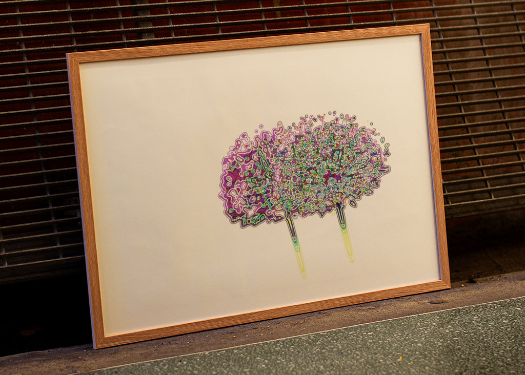 Allium Gigantium in bloom