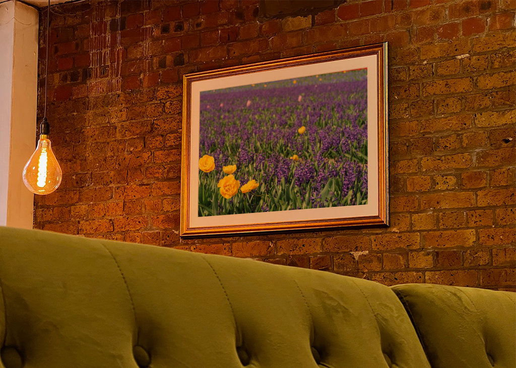 Gule tulipaner på en mark