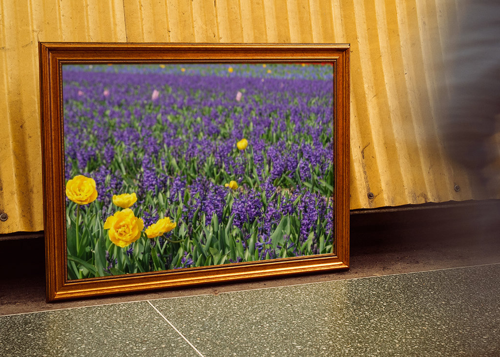 Gule tulipaner på en mark