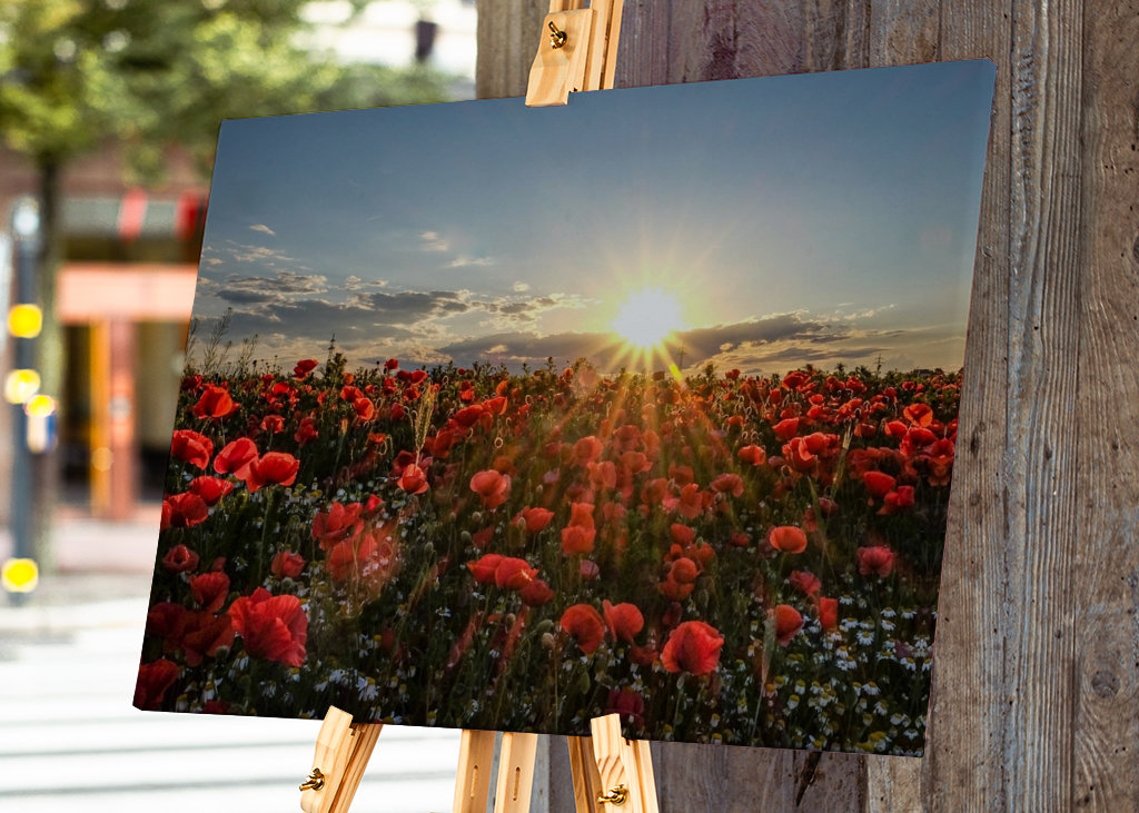 vlčí máky a večerní sluníčko