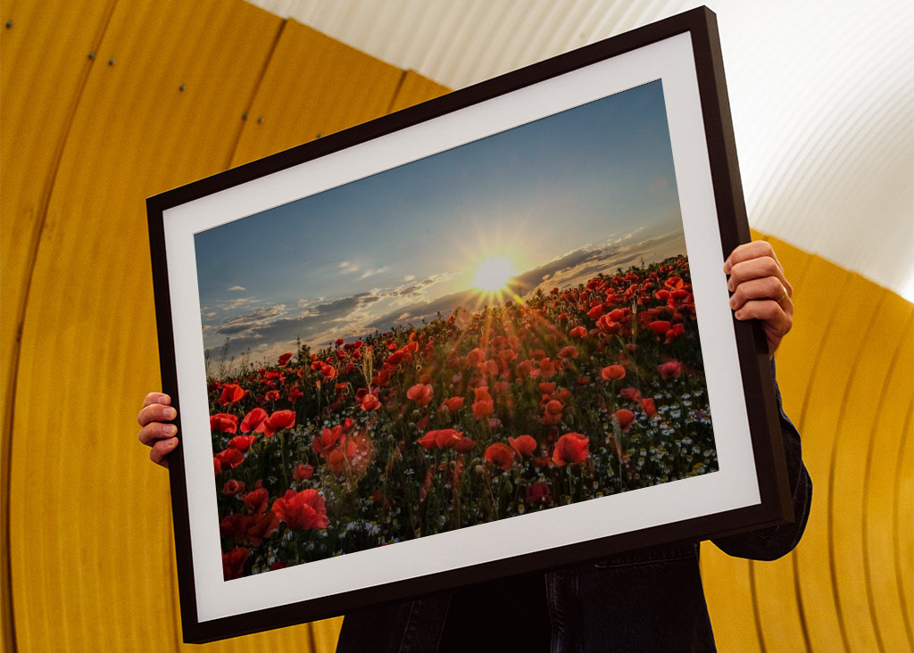 vlčí máky a večerní sluníčko