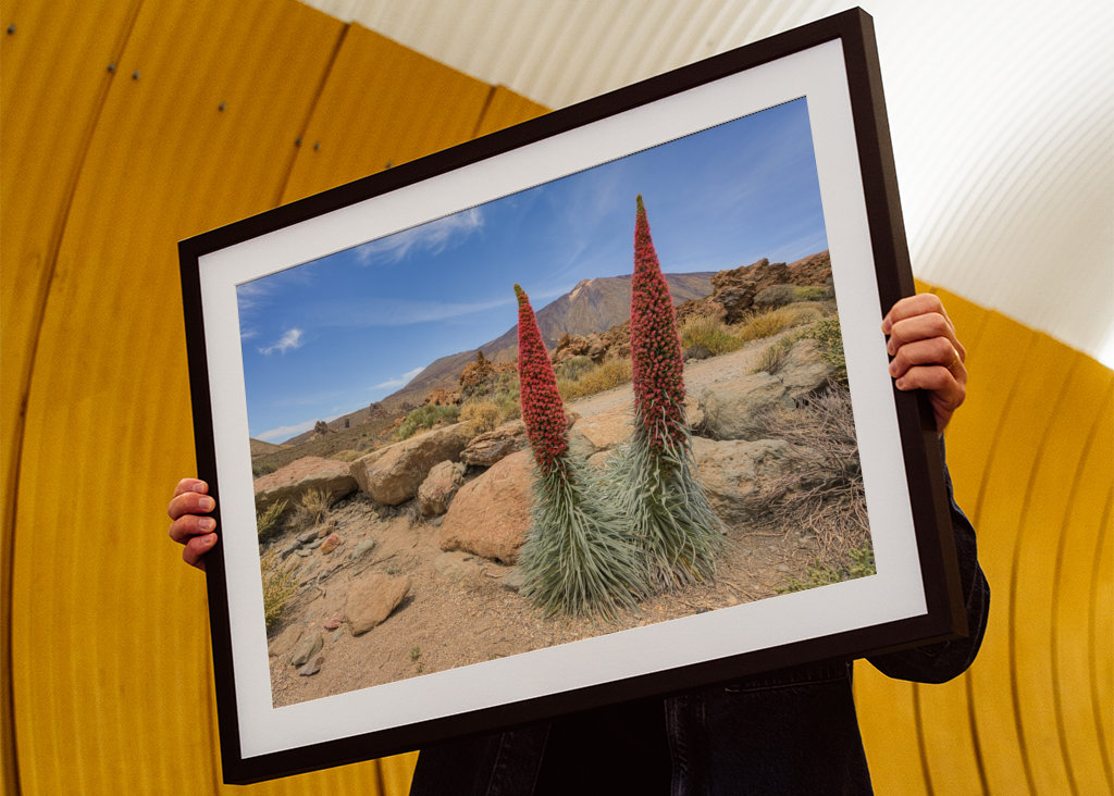 Natternköpfe auf Teneriffa