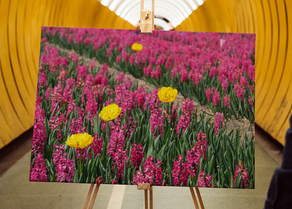 gule tulipaner i et hav af blomster