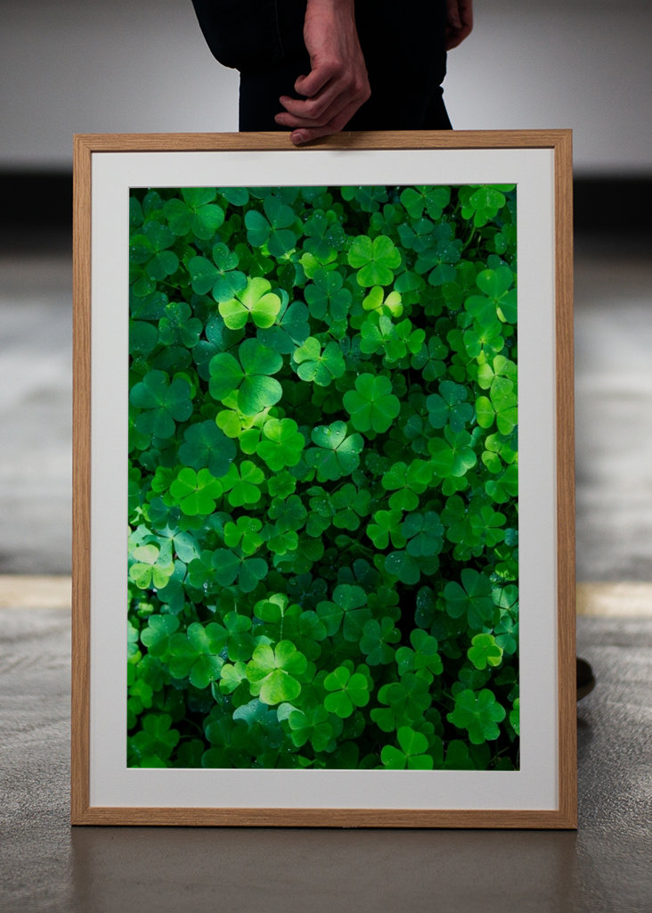 Der grüne Klee des Waldes