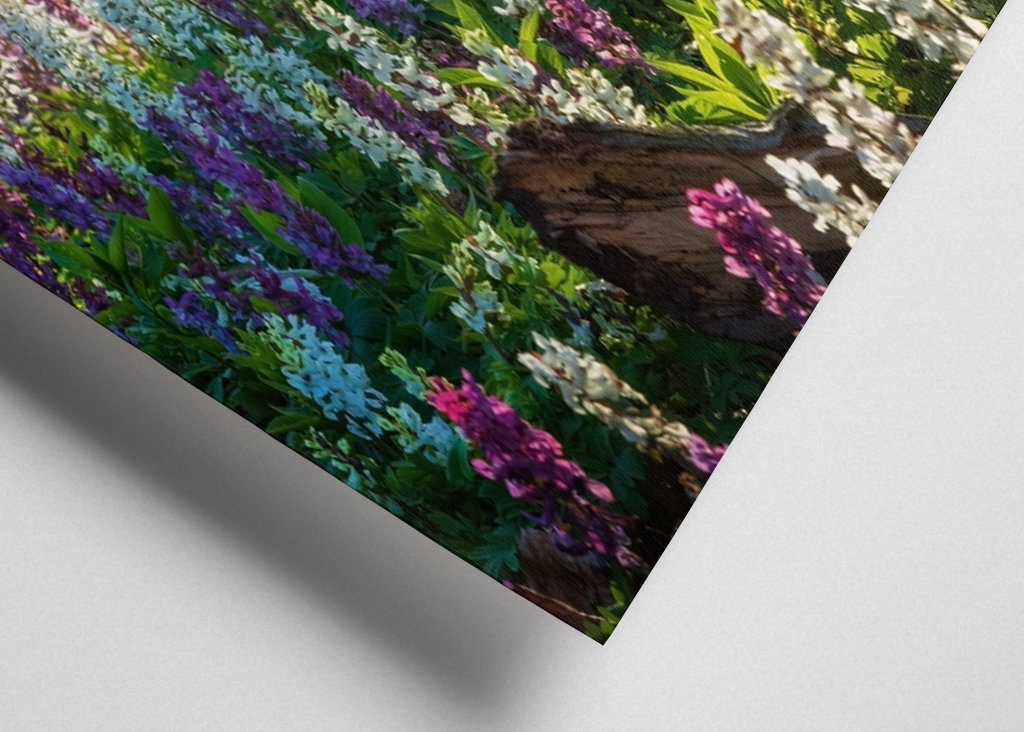 In the light of spring