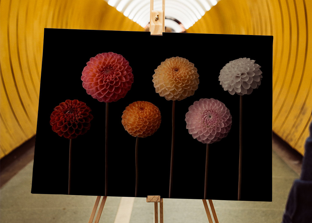 Blændende dahlia-lækkerier