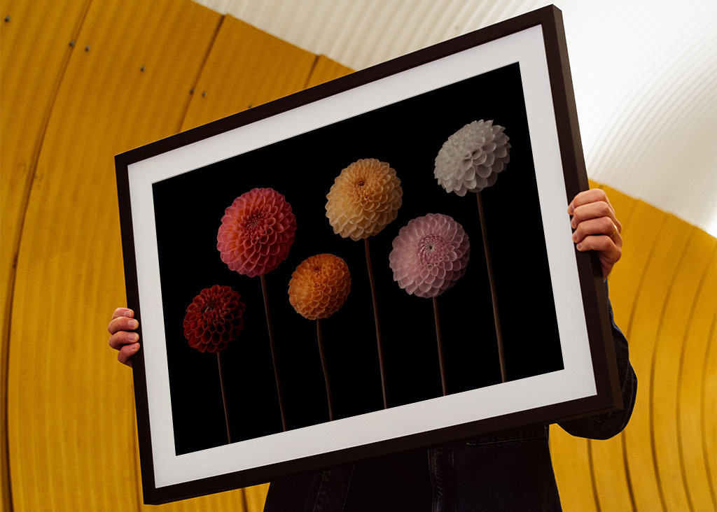 Blændende dahlia-lækkerier