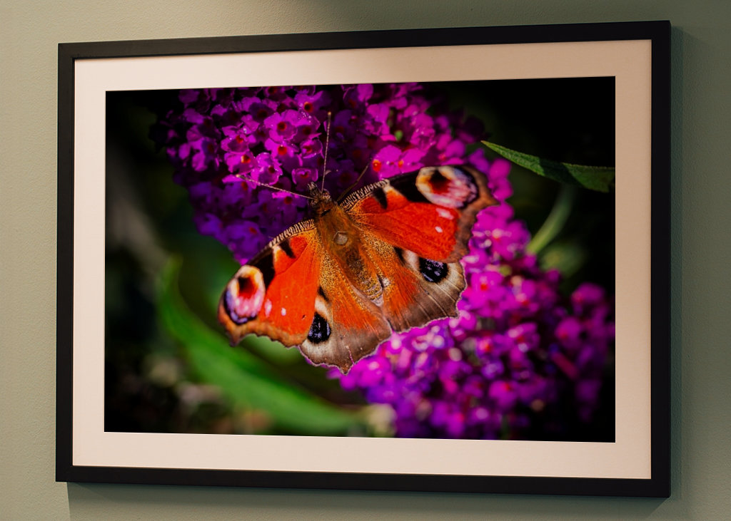 Pávie oko na motýľom kríku