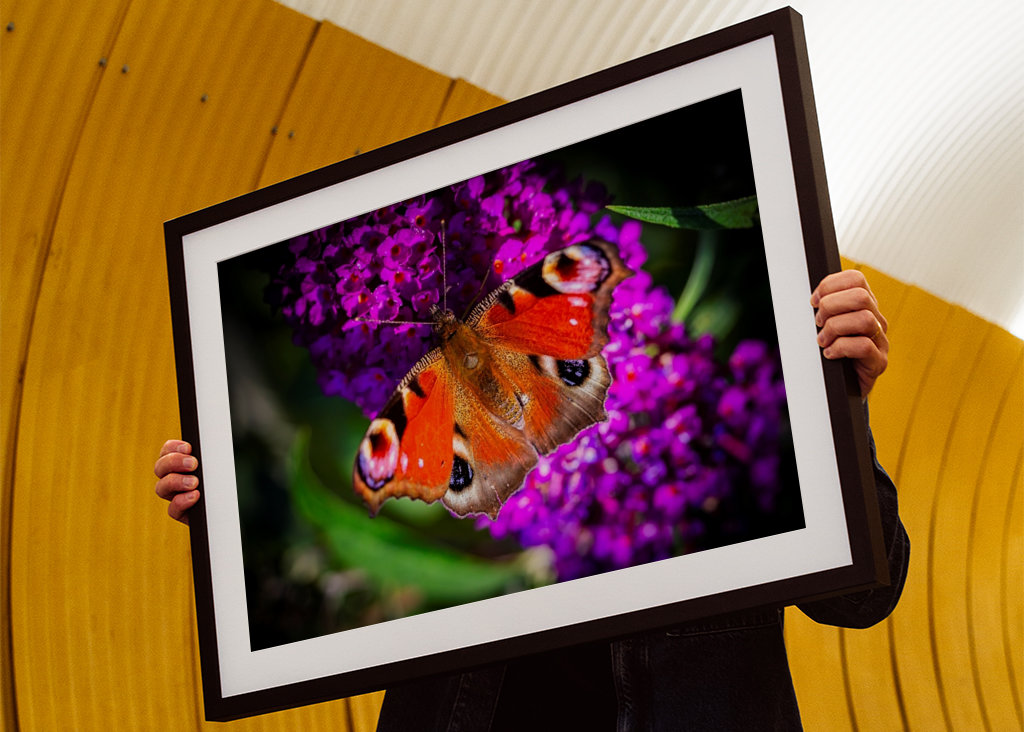 Pávie oko na motýľom kríku