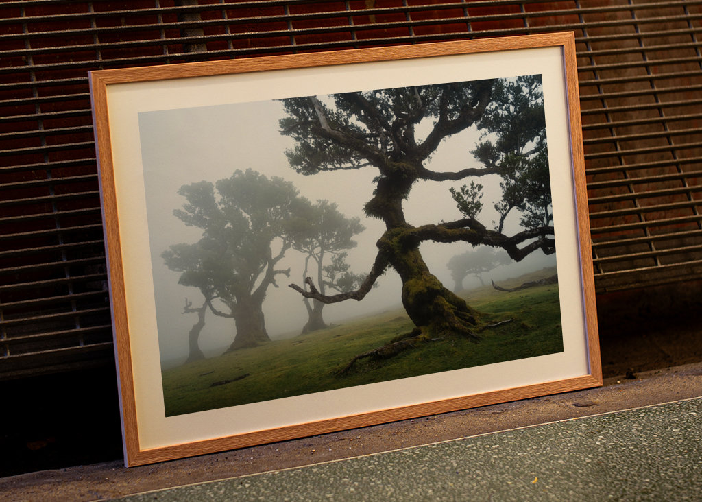 Forest queen, Madeira