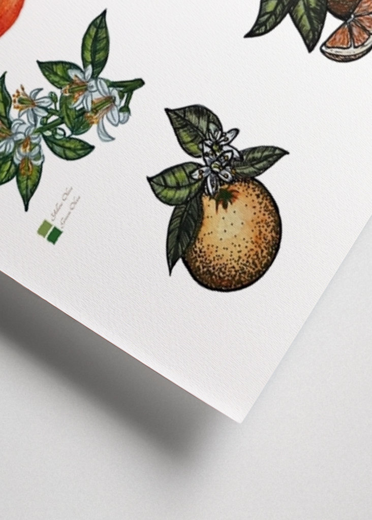 Botanické oranžové ovoce