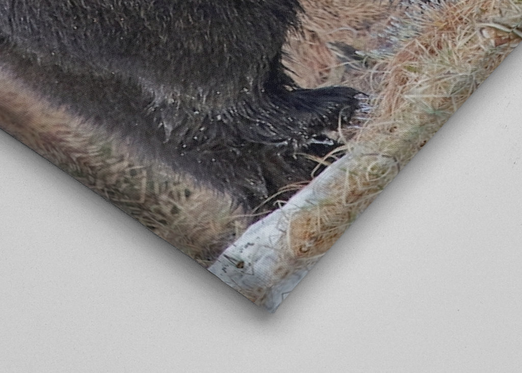 Brutus l’ours sauvage