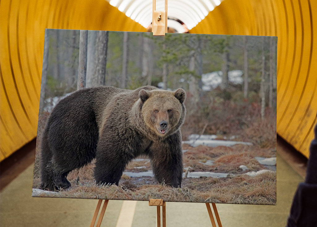 Brutus l’ours sauvage