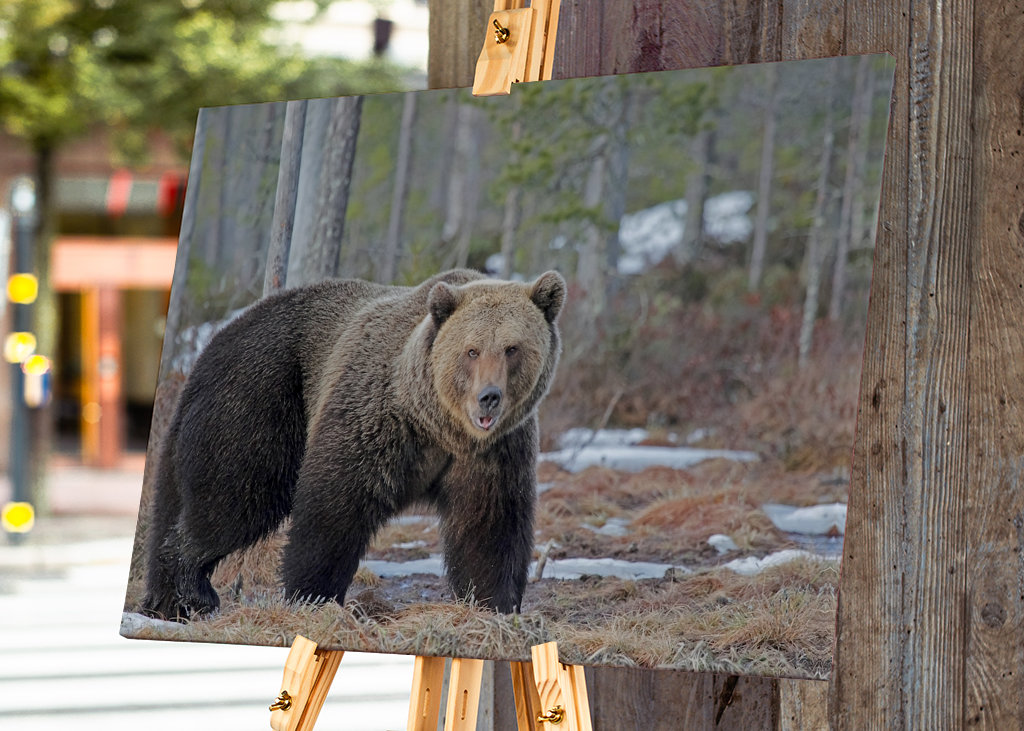 Brutus l’ours sauvage