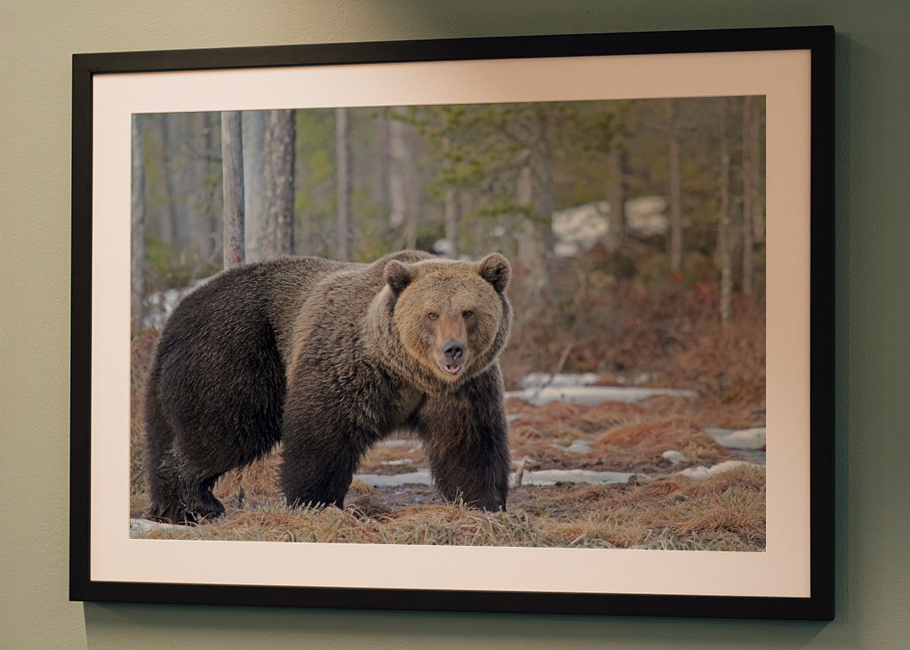 Brutus l’ours sauvage