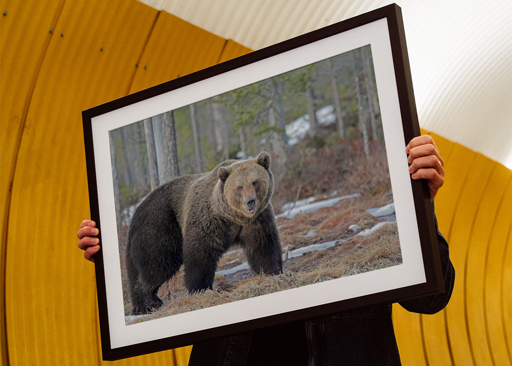 Brutus l’ours sauvage