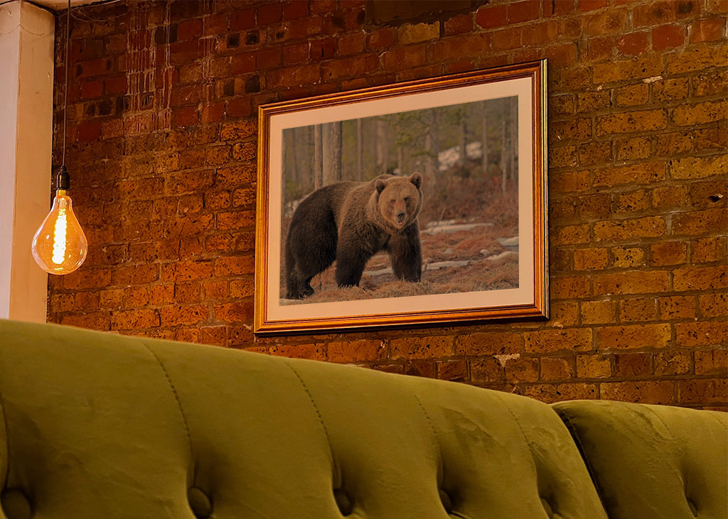 Brutus l’ours sauvage