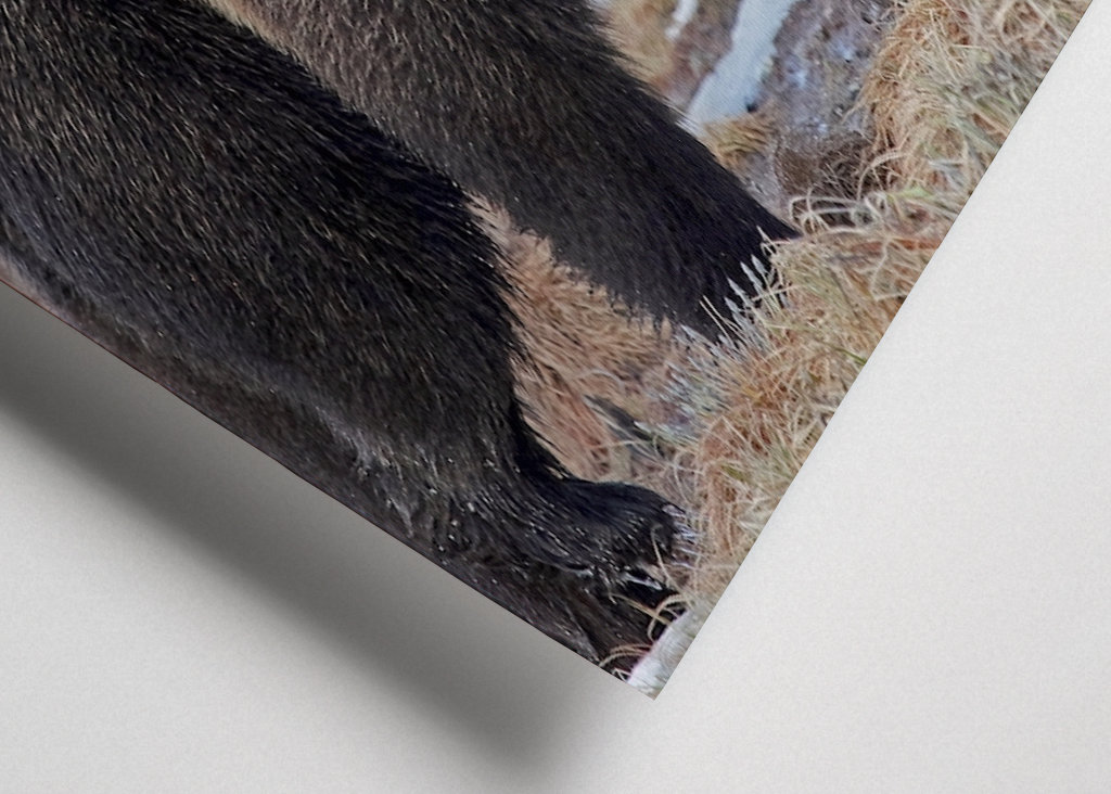 Brutus l’ours sauvage