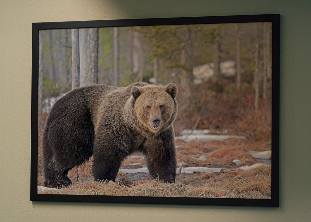 Brutus l’ours sauvage