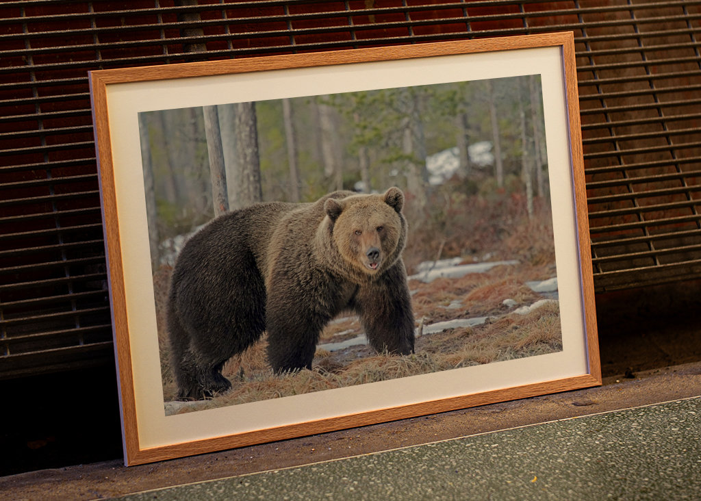 Brutus l’ours sauvage