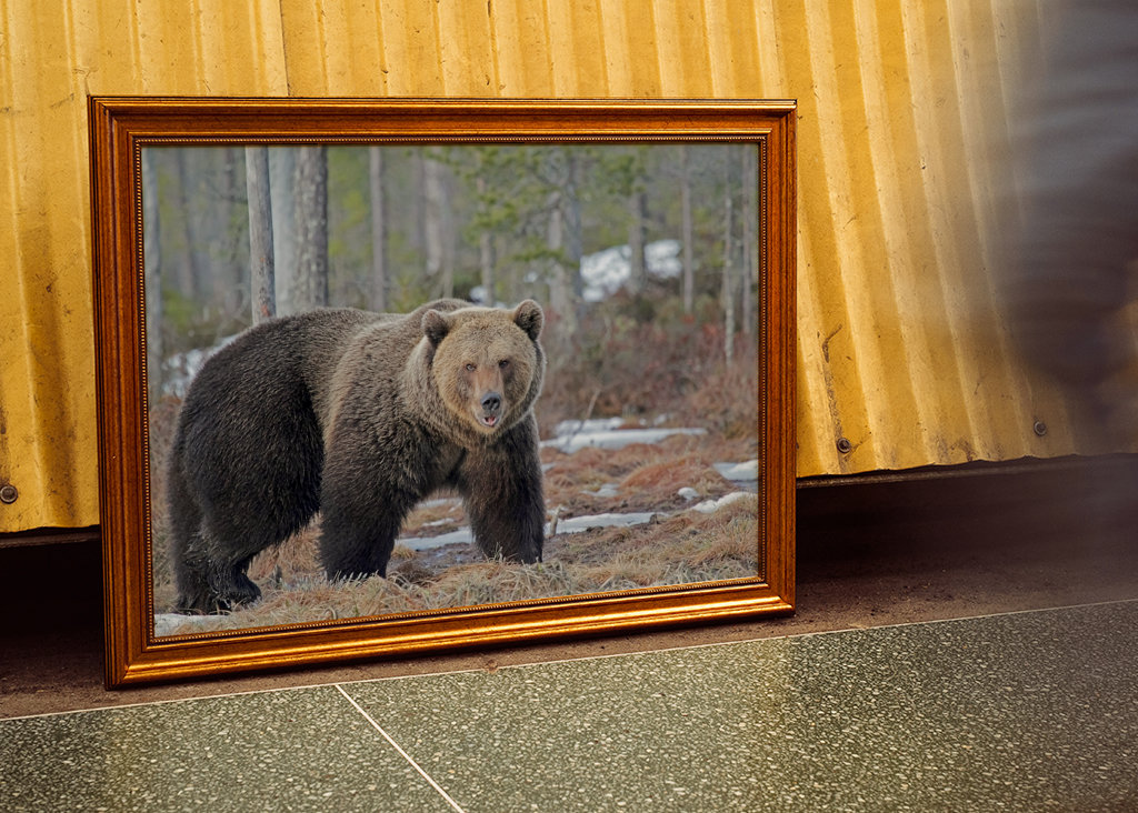 Brutus l’ours sauvage