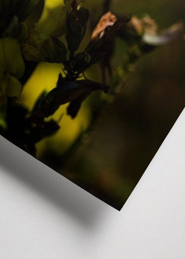 Schreiadler Blauflügel in Aktion