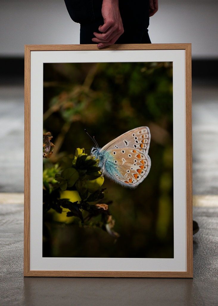 Schreiadler Blauflügel in Aktion