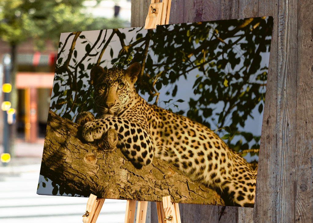 Leopard in a tree