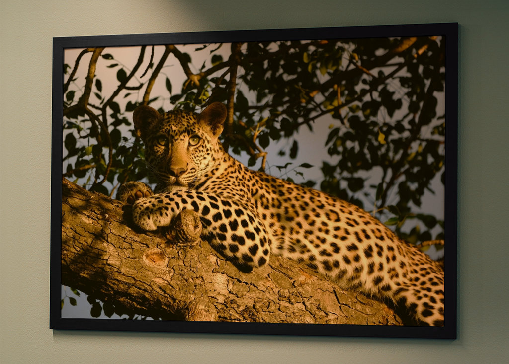 Leopard in a tree
