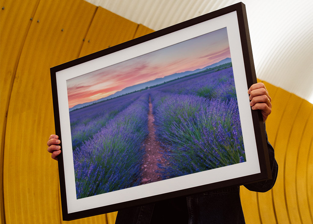 Lavender field at the sunrise