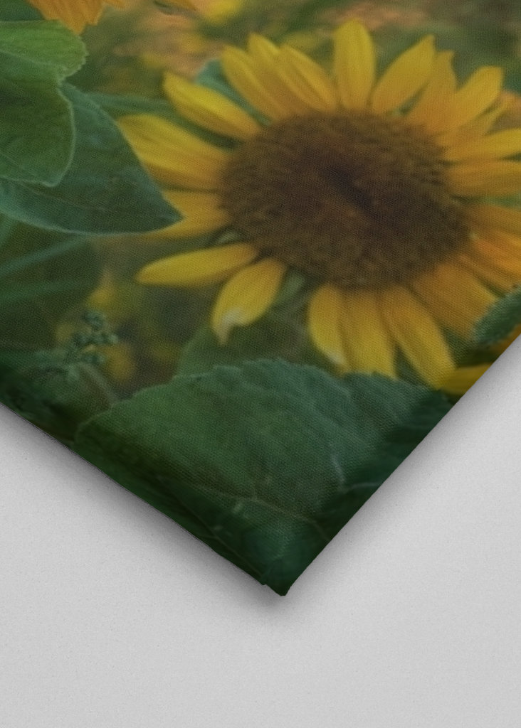 Girasoles y rayos de sol