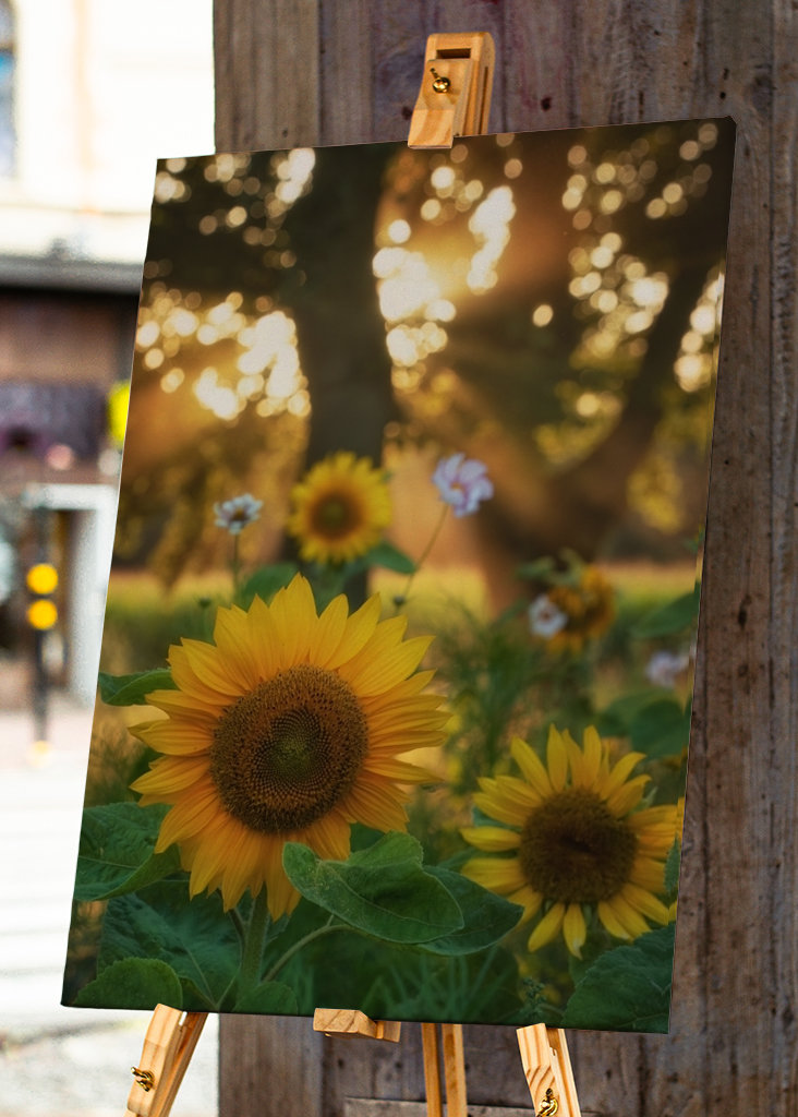 Girasoles y rayos de sol