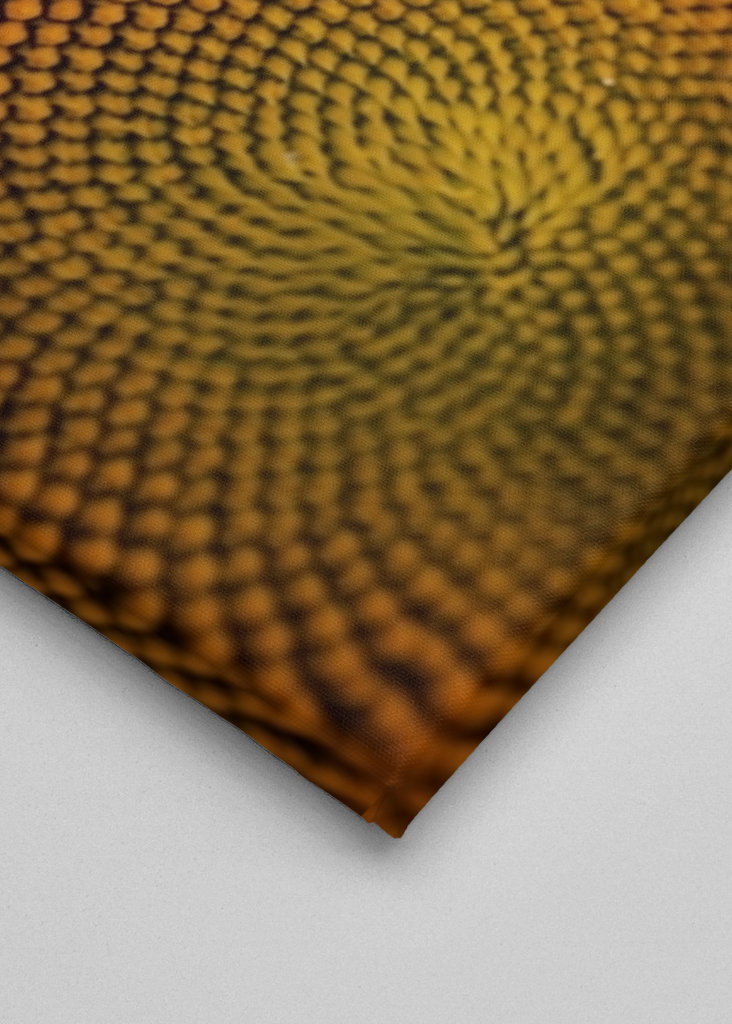 The sunflower and the fly