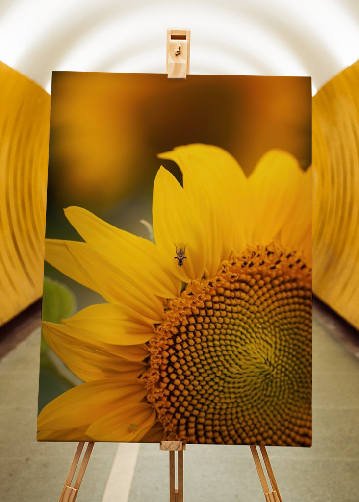 The sunflower and the fly