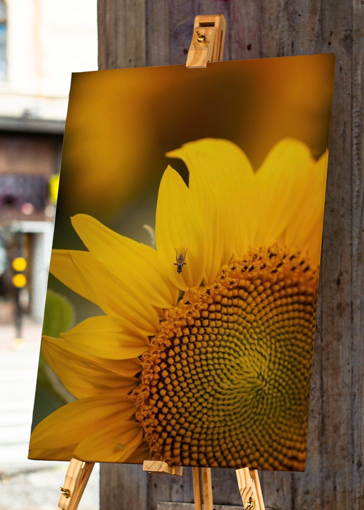 The sunflower and the fly