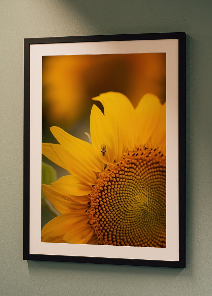 The sunflower and the fly