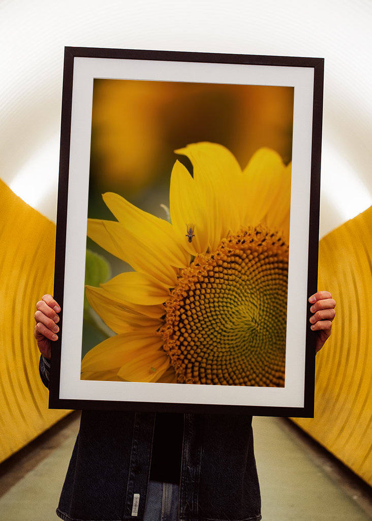 The sunflower and the fly