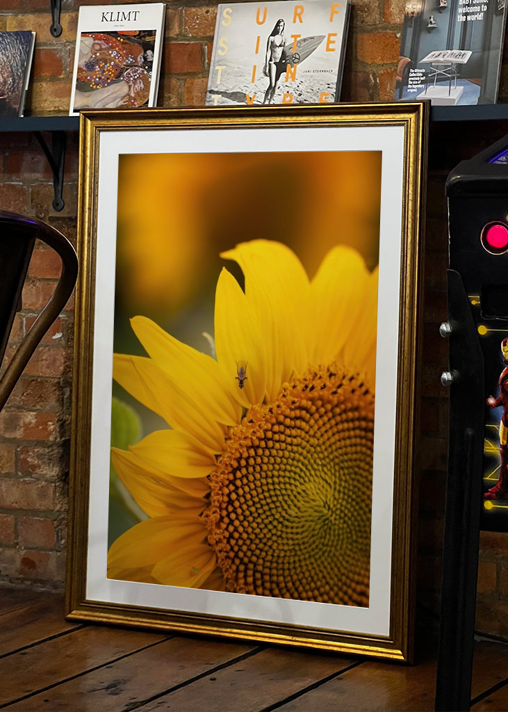 The sunflower and the fly